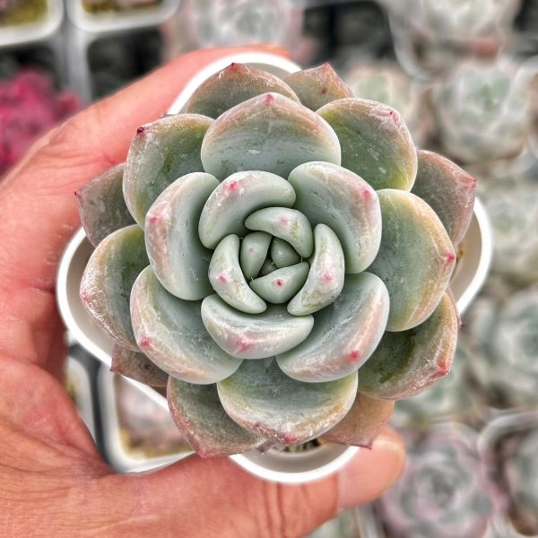 楽天市場】【当店農場生産】○多肉植物 エケベリア 水蜜桃 7.5センチ