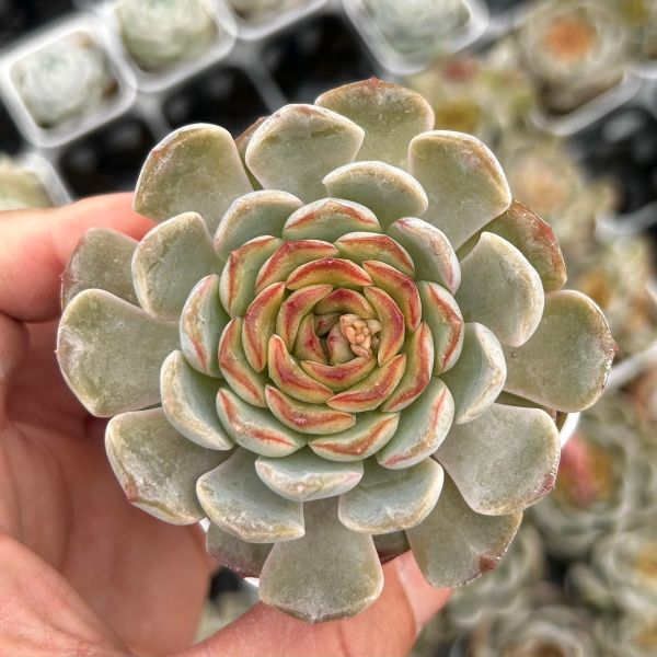 楽天市場】【限定10セット！】多肉植物詰め合わせ☆20種類セット 超