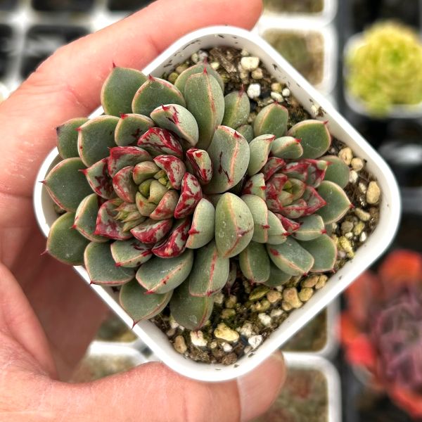 楽天市場】【限定10セット！】多肉植物詰め合わせ☆20種類セット 超