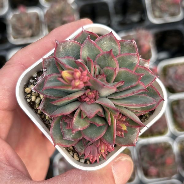 楽天市場】【当店農場生産】多肉植物 エケベリア マッコス錦 7.5センチ