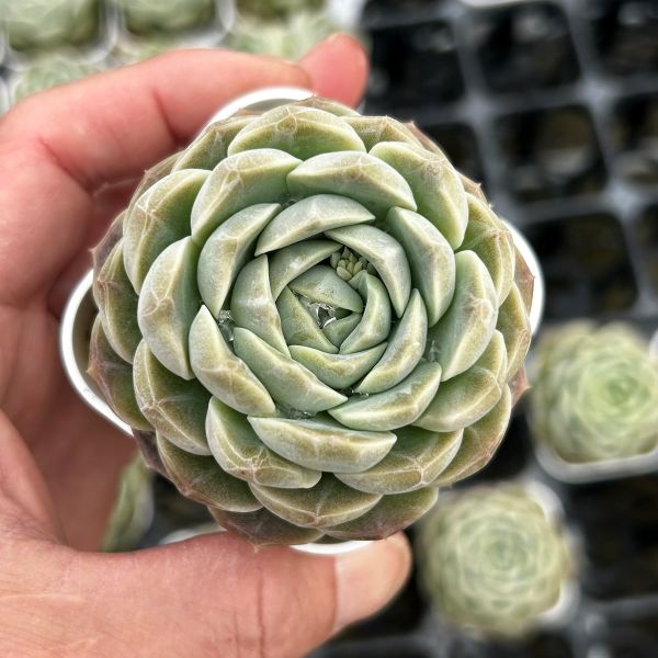 当店農場生産○多肉植物 エケベリア スノーボール錦 7.5 AG1287スノー