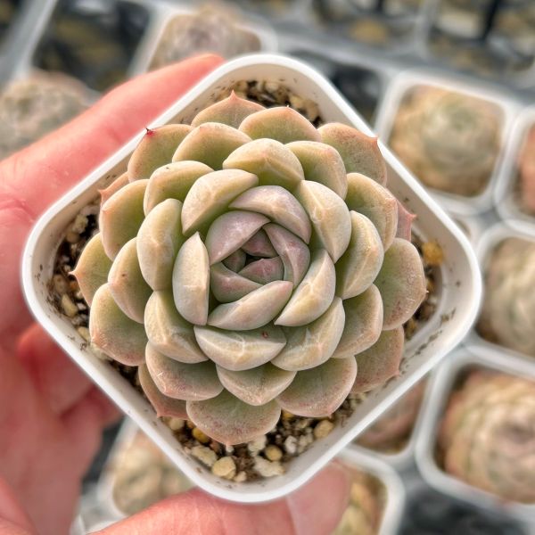 楽天市場】【当店農場生産】○多肉植物 エケベリア スパイ 7.5センチ