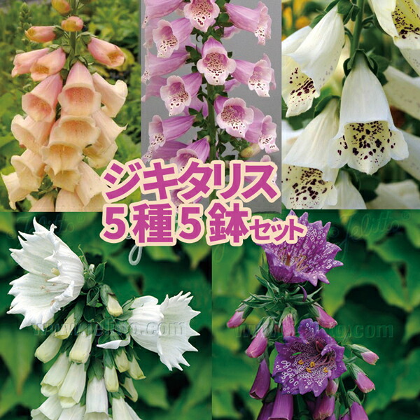 楽天市場】【当店農場生産】ラナンキュラス ラックス 4種類4鉢セット 9