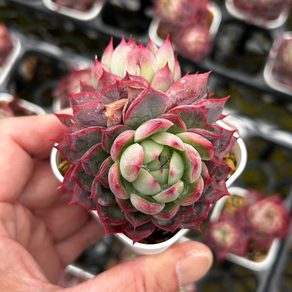 楽天市場】【当店農場生産】○多肉植物 パキフィツム ベビーフィンガー