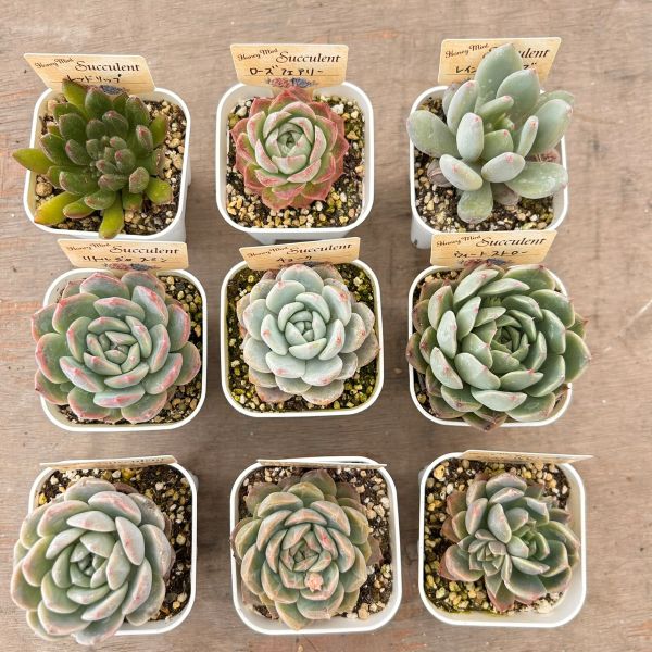 楽天市場】【限定10セット！】多肉植物詰め合わせ☆20種類セット 超