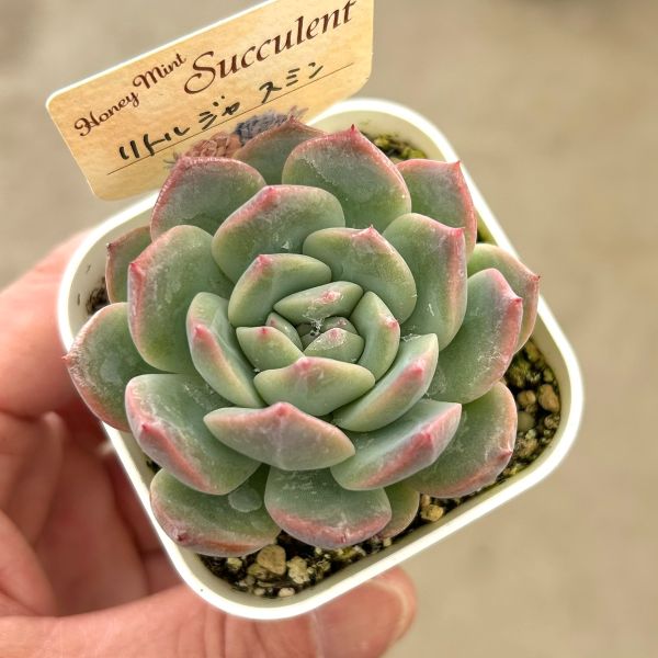 楽天市場】【当店農場生産】○多肉植物 エケベリア スタージェニー 7.5