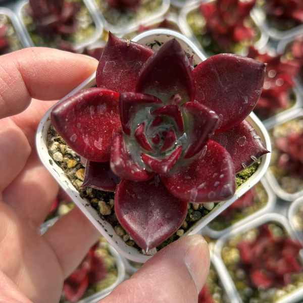 楽天市場】【当店農場生産】○多肉植物 エケベリア 大和錦