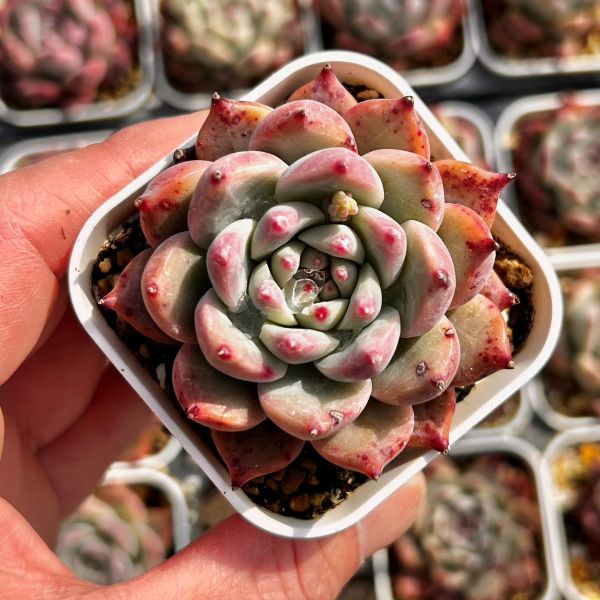 楽天市場】【当店農場生産】○多肉植物 アエオニウム メデューサ 7.5