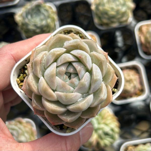 楽天市場】【当店農場生産】○多肉植物 エケベリア スノーピーチ 7.5