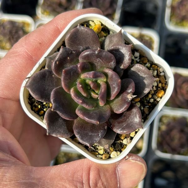 楽天市場】【当店農場生産】○多肉植物 エケベリア ブルーミニマ錦 7.5