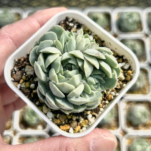 楽天市場】【限定10セット！】多肉植物詰め合わせ☆20種類セット 超