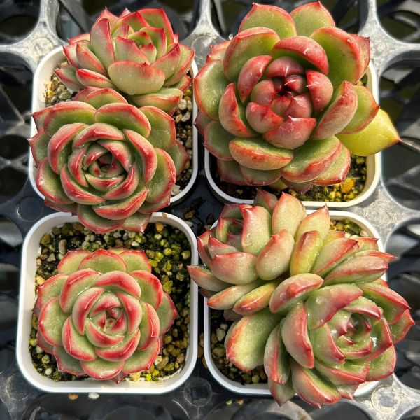 楽天市場】【当店農場生産】◎多肉植物 エケベリア スノーバニー