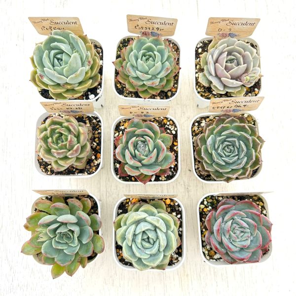 楽天市場】【限定10セット！】多肉植物詰め合わせ☆20種類セット 超