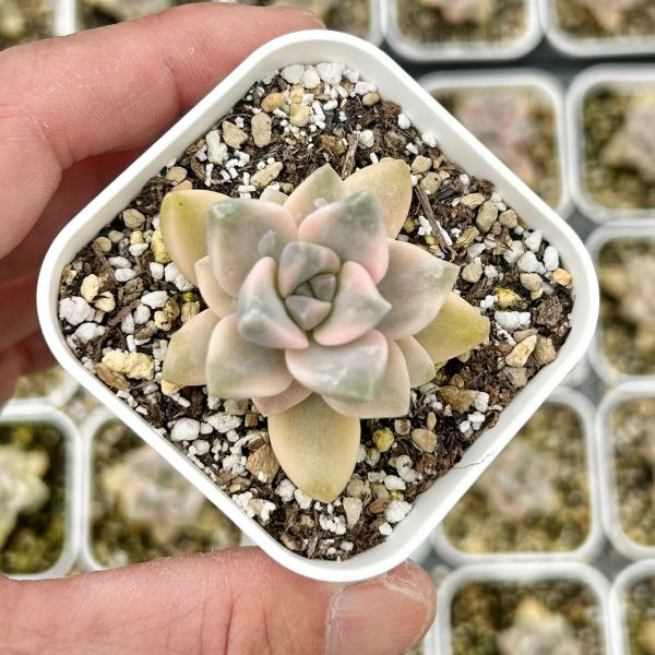 楽天市場】【当店農場生産】多肉植物 セダム 乙女心 7.5センチポット苗