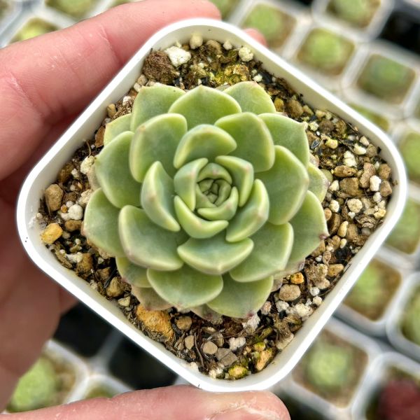 楽天市場】【当店農場生産】◎多肉植物 エケベリア アリエル錦 楽天市場】【当店農場生産】◎多肉植物 エケベリア アリエル錦
