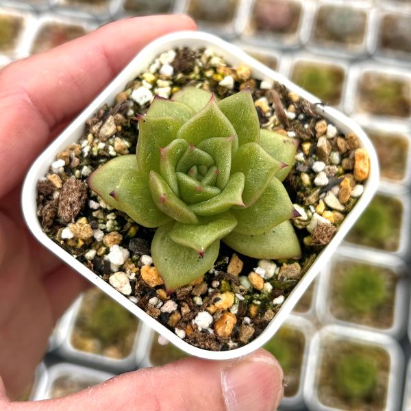 楽天市場】【当店農場生産】○多肉植物 エケベリア タンゴ錦 7.5センチ