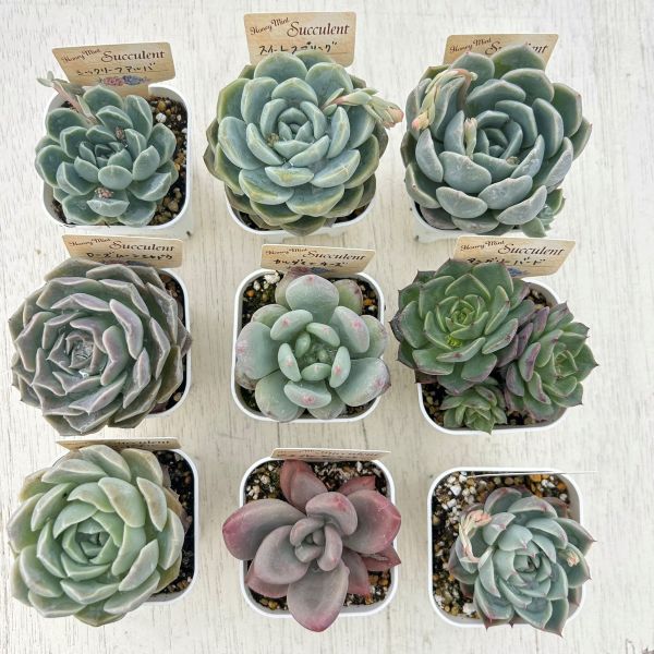楽天市場】【限定10セット！】多肉植物詰め合わせ☆20種類セット 超