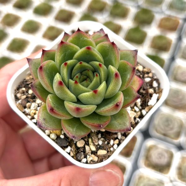 楽天市場】【当店農場生産】○多肉植物 エケベリア 水蜜桃 7.5