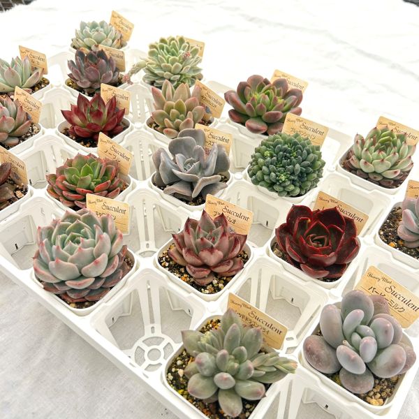 【当店農場生産】多肉植物 エケベリア 20種類セット 超お買い得！1鉢299円！4/10更新 4,784円