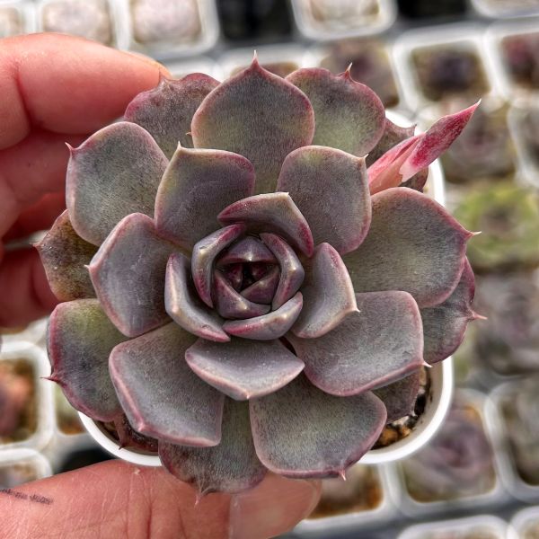 楽天市場】【当店農場生産】○多肉植物 エケベリア パープルバタフライ