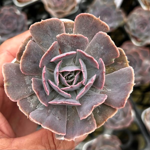 楽天市場】【当店農場生産】○多肉植物 エケベリア パープルバタフライ