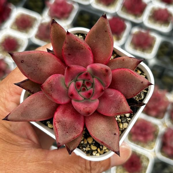楽天市場】【当店農場生産】○多肉植物 エケベリア パープルバタフライ
