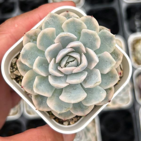 楽天市場】【当店農場生産】○多肉植物 エケベリア パープルバタフライ