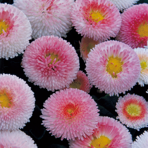 【100円均一】デージー・タッソー　ストロベリー＆クリーム　9センチポット苗　イチゴクリームのような可愛い花を株一面に咲かせます♪