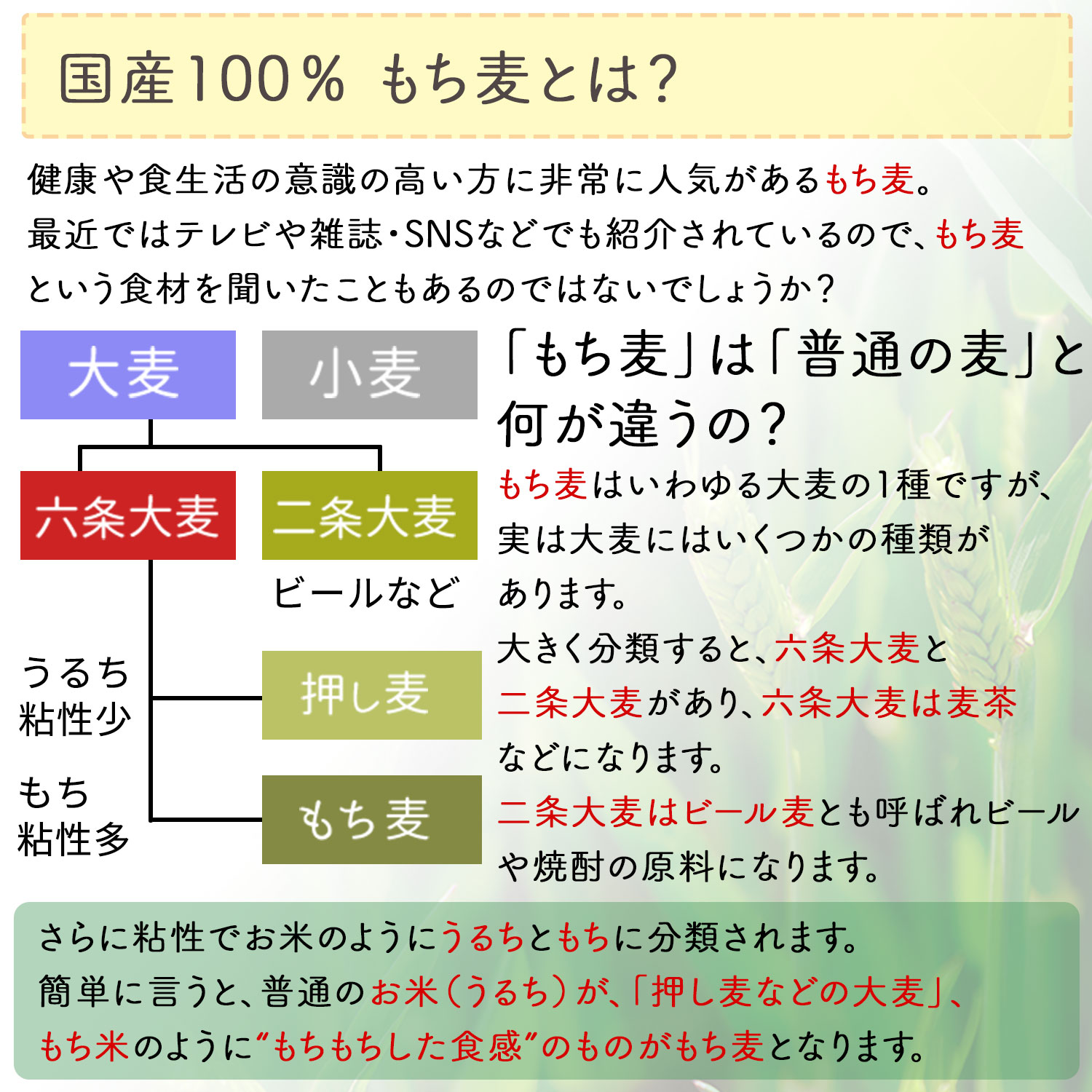 楽天市場 岡山県産 もち麦 400g 2袋 800g 栄養成分分析付 無添加 遺伝子組み換えなし 1000円 ポッキリ 送料無料 大麦b グルカン 食物繊維が豊富 テレビ Snsで話題 ダイシモチ もちむぎ 雑穀 もち麦ごはん ほんぢ園 P20za セ 健康茶専門店 ほんぢ園