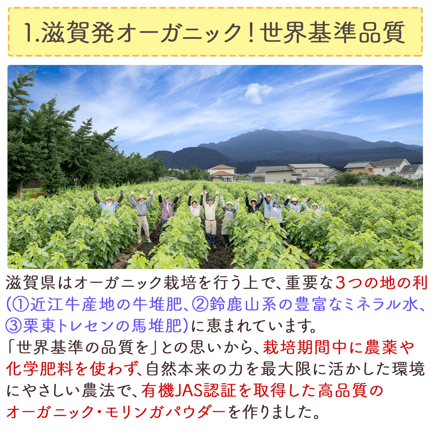 話題の人気 オーガニック 有機JAS認定 滋賀県産 有機モリンガ粉末 100g x 10袋 栽培期間中農薬不使用 国産 モリンガ モリンガパウダー  モリンガ茶 青汁ノンカフェイン P20SE 送料無料 セ fucoa.cl