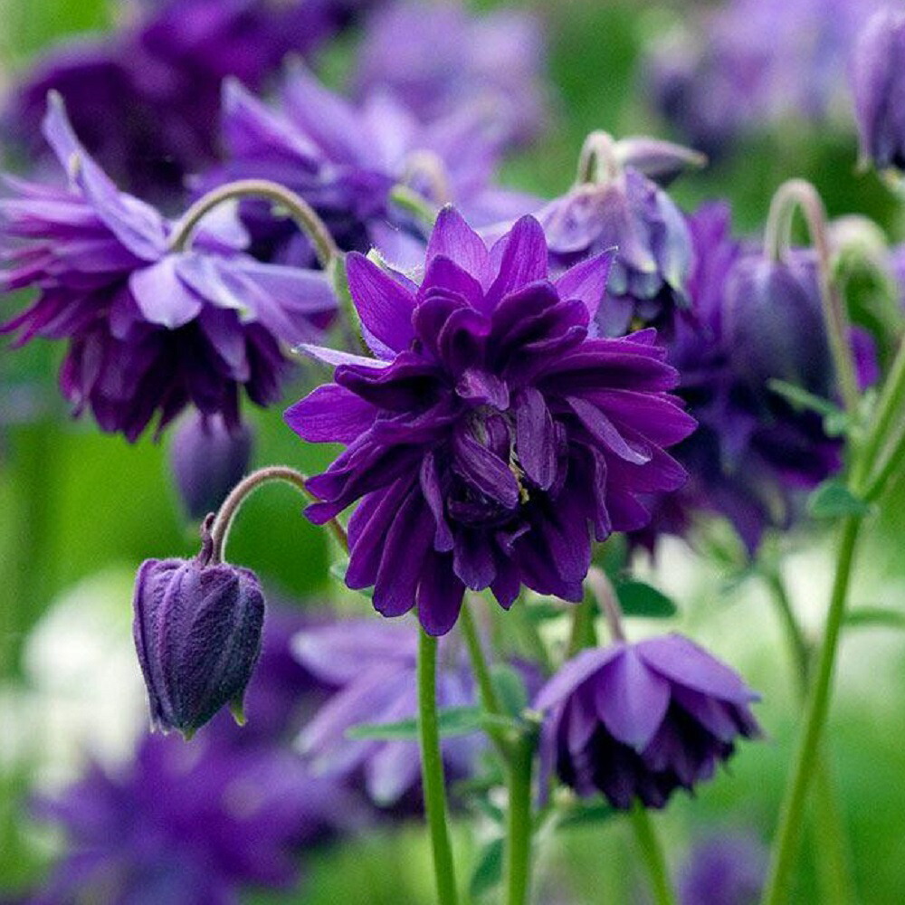 楽天市場】【多年草】 ミューレンベルギア カピラリス