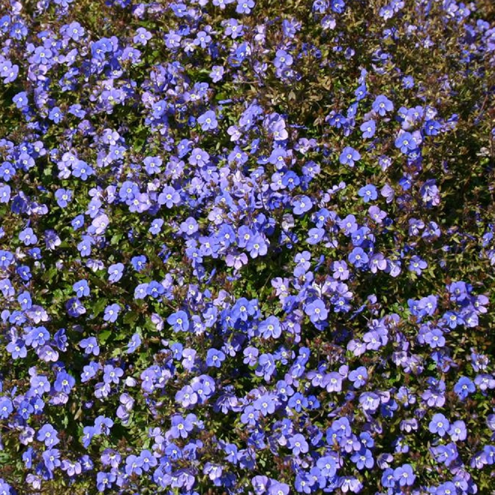 楽天市場 宿根草 ベロニカ オックスフォードブルー イングリッシュガーデン グランドカバー みんなの花屋さん ほのか