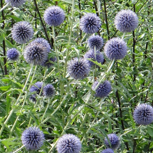 楽天市場】【多年草】 ミューレンベルギア カピラリス