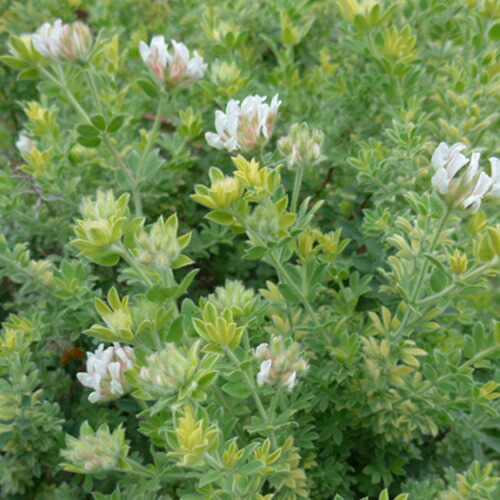 楽天市場】ロータス ブリムストーン 花苗 柔らかなライムグリーンの葉