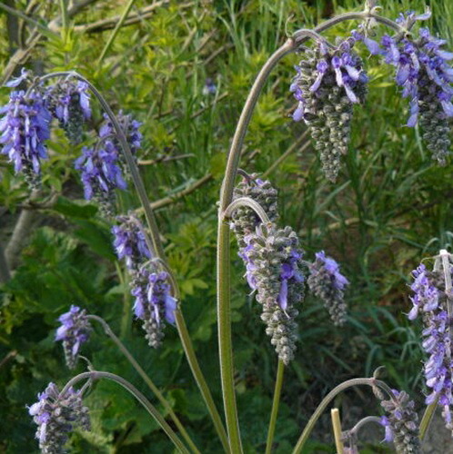 楽天市場】【花苗】宿根サルビア ヌタンス 10.5cmポット 1苗 : Ivy