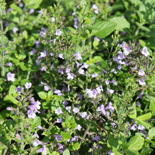 楽天市場】カラミント(カラミンサ) 3.5号苗(c06) : 千草園芸