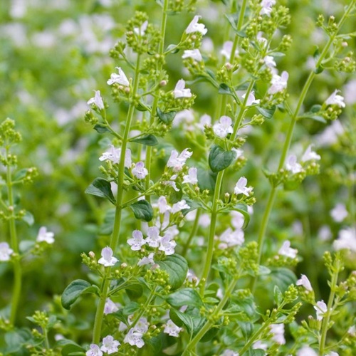 楽天市場】カラミント(カラミンサ) 3.5号苗(c06) : 千草園芸