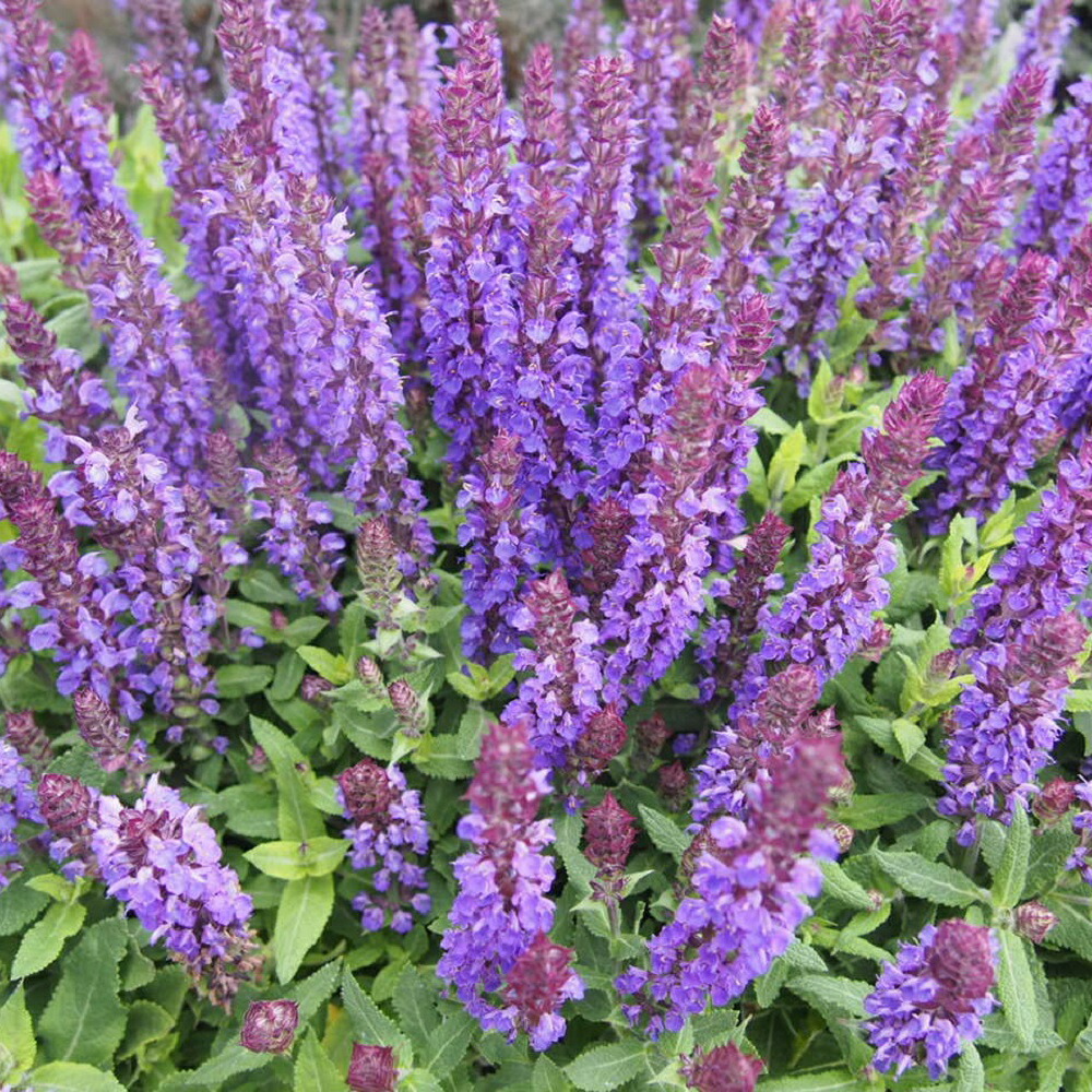 楽天市場】サルビア シナロエンシス'コスミックブルー'ポット苗（c11