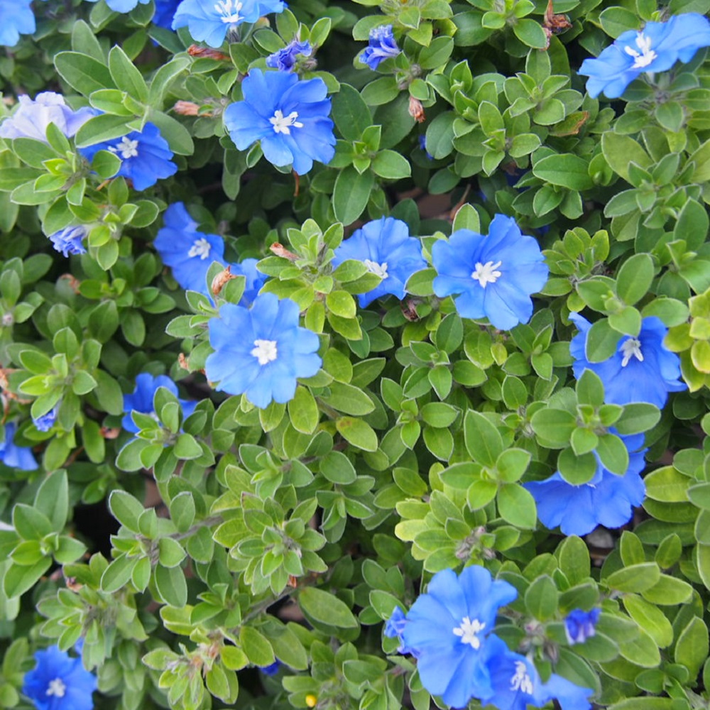 楽天市場 アメリカンブルー 3株セット アメリカンブルー苗 暑い夏にブルーの花アメリカンブルー 夏の花 おしゃれ 母の日 花 ガーデニング岐阜緑園