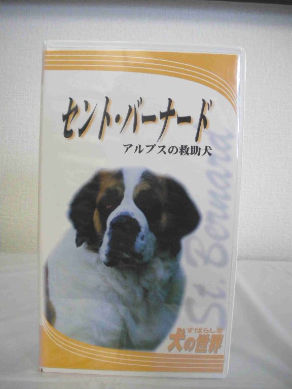 1 中古 Vhsビデオ セントバーナード アルプスの救助犬 Kanal9tv Com