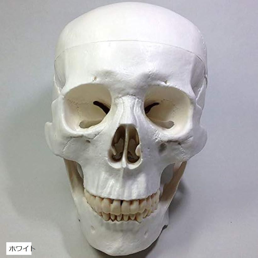 楽天市場】実物大 超精密 頭蓋骨 模型 可動 タイプ 歯科 耳鼻科 眼科