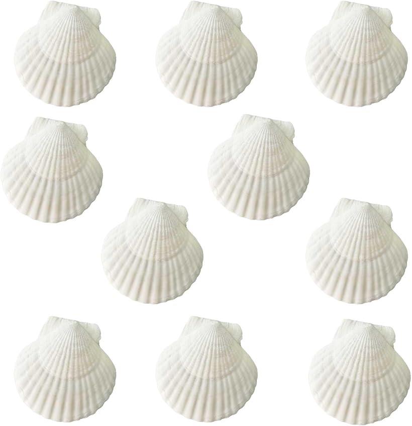 楽天市場】ホタテ 貝殻 10枚セット シェルパーツ ホタテガイ マリン