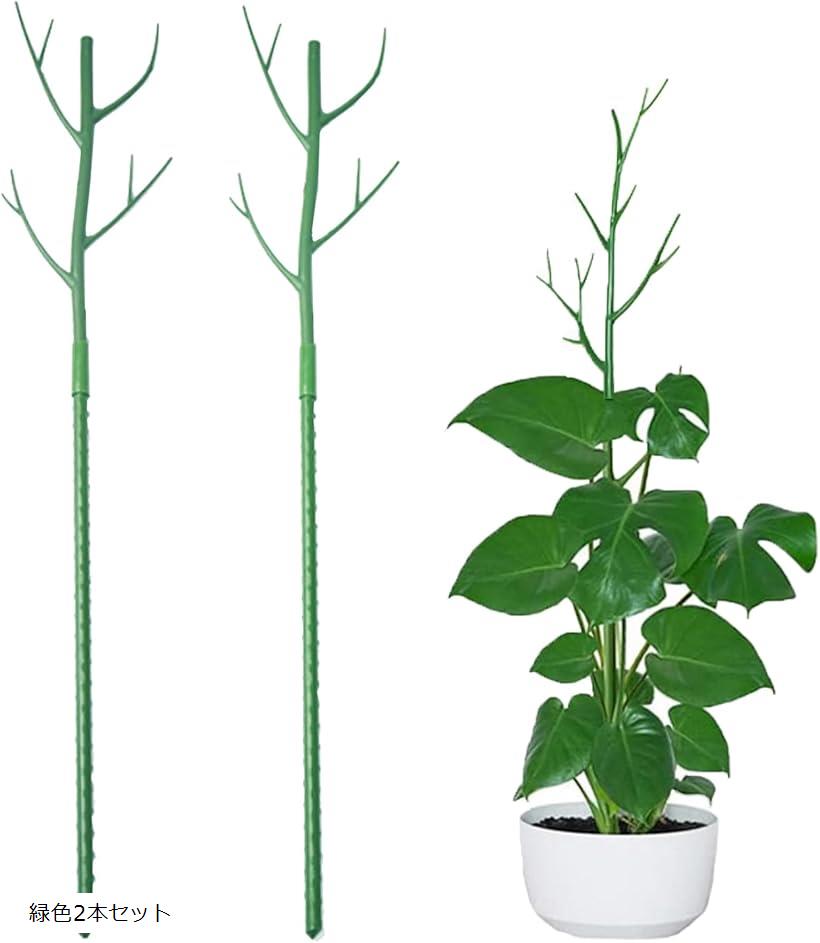 極希少 アミドリウム メディウム モンステラ 支柱 観葉植物 2b90wfh415_0.jpg