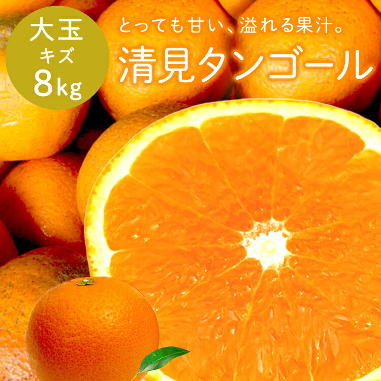 冷蔵発送 清見タンゴール 性格美人(キズ) 大玉 8kg 送料無料 ◆ 愛媛県 大三島 お取り寄せ 国産 みかん 蜜柑 柑橘 愛媛みかん 果物 フルーツ 訳あり わけあり グルメ 父の日