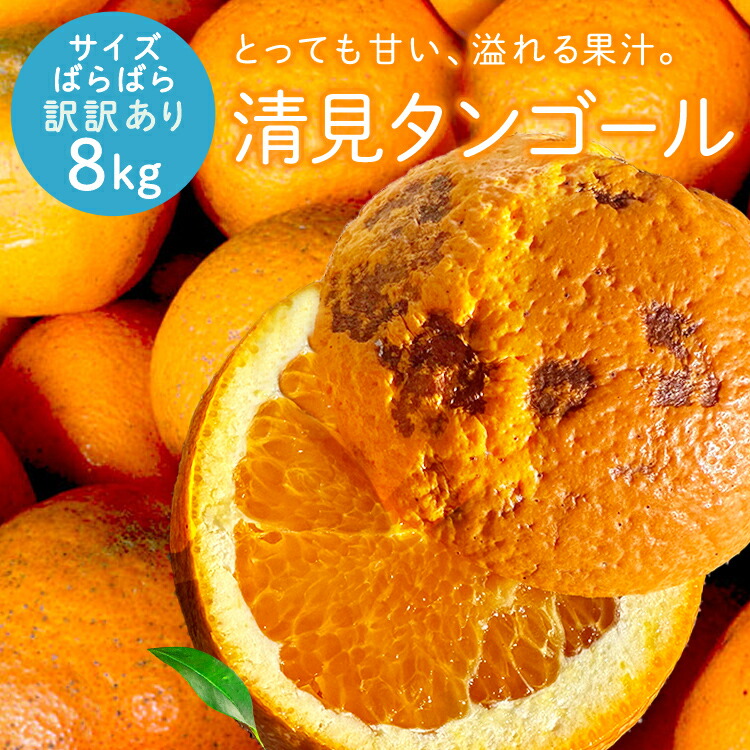 冷蔵発送 清見タンゴール ご愛嬌(訳訳あり) サイズばら 8kg 送料無料 ◆ 愛媛県 大三島 お取り寄せ 国産 みかん 蜜柑 柑橘 愛媛みかん 果物 フルーツ 訳あり わけあり グルメ 父の日