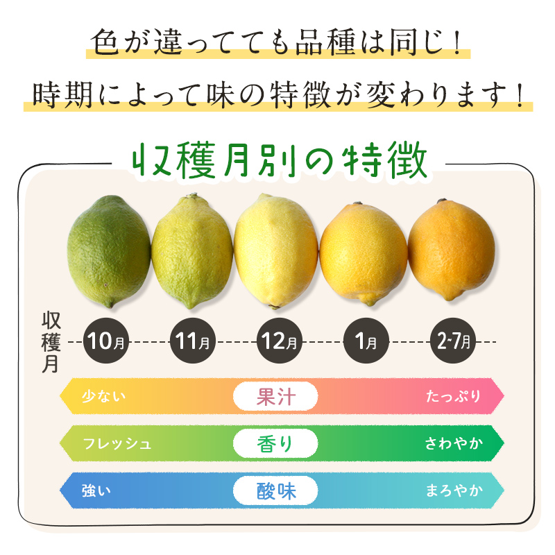 人気No.1 国産瀬戸田レモン農薬不使用12