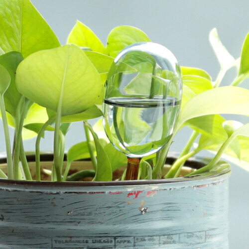 自動給水器 アマブロ amabro TWO TONE WATER DISPENSER S 園芸 鉢植え 観葉植物 水やり 自動 水やり器 水やり機 水差し 60cc ディスペンサー ガーデニング おしゃれ かわいい ガラス製 ツートンカラー 吸水 液体肥料 多肉植物 留守用 室内 小型 便利 ギフト