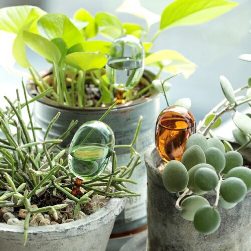 自動給水器 アマブロ amabro TWO TONE WATER DISPENSER S 園芸 鉢植え 観葉植物 水やり 自動 水やり器 水やり機 水差し 60cc ディスペンサー ガーデニング おしゃれ かわいい ガラス製 ツートンカラー 吸水 液体肥料 多肉植物 留守用 室内 小型 便利 ギフト