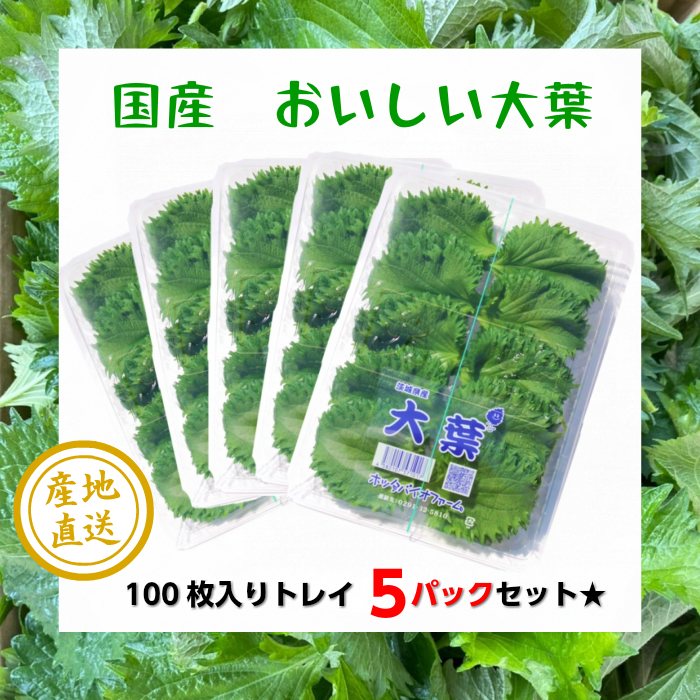 楽天市場 国産 おいしい 大葉 紫蘇 花粉症対策 お得 安い 安心安全 100枚入り 10枚 10束 ５パックセット アレルギー 貧血予防 アンチエイジング 美肌 パック詰め 大容量 おおば 青じそ しそ 野菜 香味野菜 家庭用 店舗用 茨城県産 ５個セット専用 ホッタバイオ