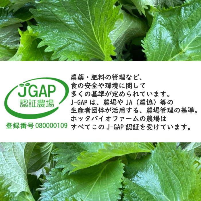 楽天市場 国産 おいしい 大葉 紫蘇 花粉症対策 お得 安い 安心安全 100枚入り 10枚 10束 1パック アレルギー 貧血予防 パック詰め 大容量 おおば 青じそ しそ ジェノベーゼ かつお つま 香味野菜 家庭用 店舗用 茨城県産 １ ４パックはこちら ホッタバイオ